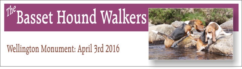 Basset Hound Walkers at Wellington